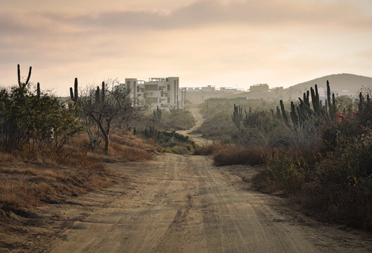 Rural sandy road with cactus, El Pescadero, Mexico, Baja California Sur stock photo images. Sandy path with cacti in Mexico. Cardon cactus on a dirt road stock photo