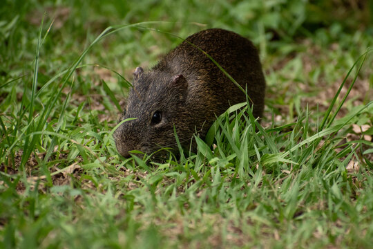 
Cavia eperea or common guinea pig feeding in the grasslands of the Esteros del Iber&aacute; National Park, in Mercedes, Corrientes