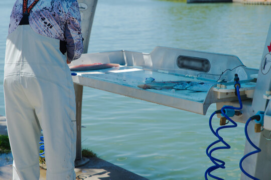 Close-Up of Fish Cleaning Table with Freshly Caught Fish Fillets  and Innards Displayed. Detailed view of a fish cleaning station, showcasing freshly caught fish alongside their cleaned remains and gu