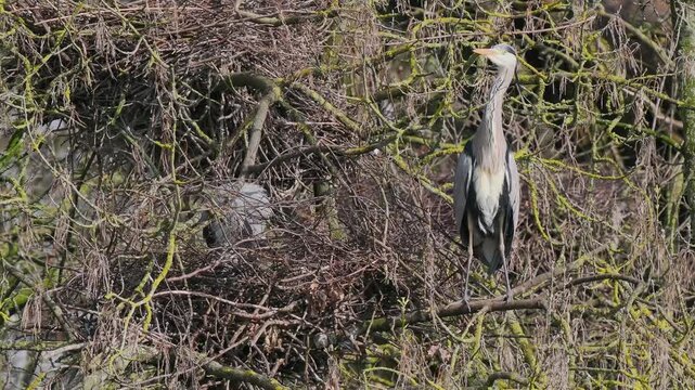 Grey Heron (ardea cinerea ) in a Heronry.