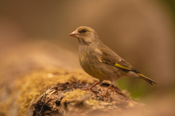 Obraz premium European greenfinch in profile on mossy log
