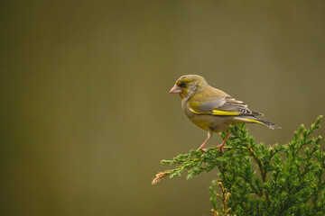 Fototapeta premium European greenfinch in profile on leafy bush
