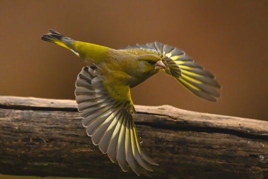 European greenfinch spreads wings flying off log