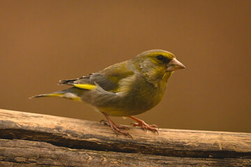 Fototapeta premium European greenfinch watches camera on split log