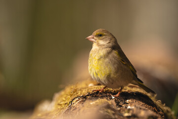 Fototapeta premium European greenfinch watches camera from mossy log