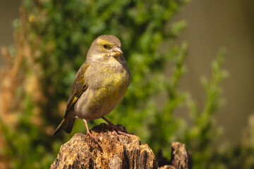 Obraz premium European greenfinch with catchlight faces towards camera