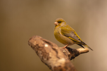 European greenfinch with catchlight on crooked branch © Nick Dale