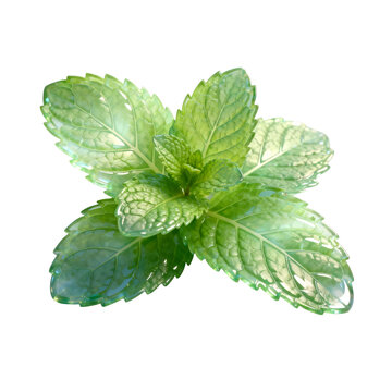 [Transparent Background PNG]Fresh Green Peppermint Herb Leaves Closeup