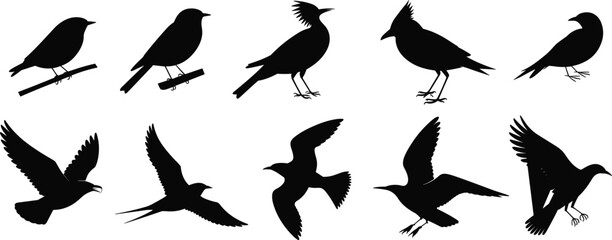 Collection of black bird silhouettes in various poses on a white background avian flying © MdMominur