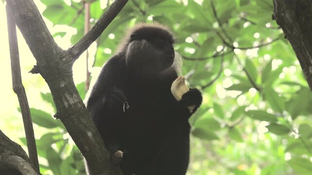 A Black Monkey Peacefully Consume a Ripe Banana in Perched High Up on a Tree Branch Against a Lush Green Forest Backdrop. Bentota River Safari in Sri Lanka, Asia.