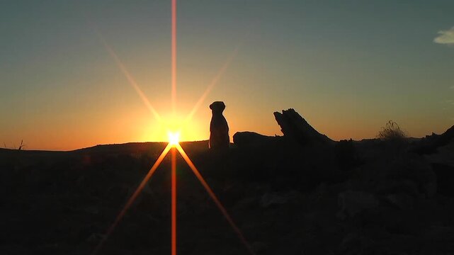 free living suricate or meerkat outlined against sunset sky 12.4