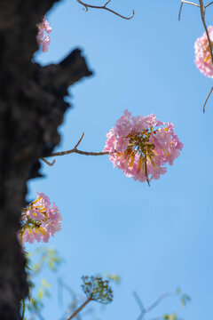 Pink trumpet tree flowers on branch with dark tree trunk foreground