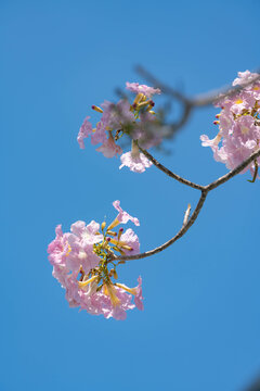 Pink trumpet tree flowers on branches against clear blue sky