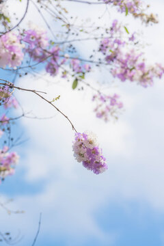 Purple and white lagerstroemia flowers blooming against blue sky and clouds