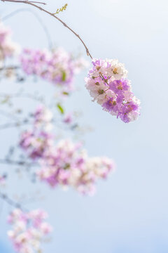 Purple and white lagerstroemia flowers blooming against bright sky