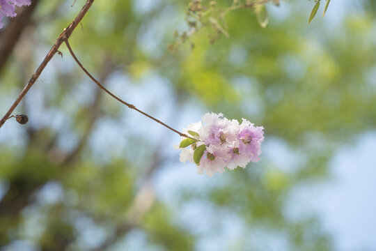 Purple and white lagerstroemia flowers blooming with green nature bokeh background