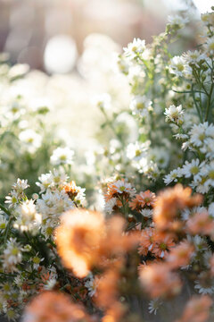 Soft dreamy white and orange cutter flowers with morning sunlight bokeh