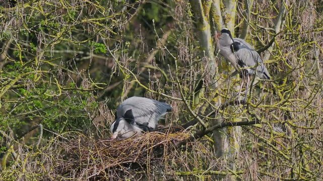 Grey Heron (ardea cinerea ) in a Heronry.