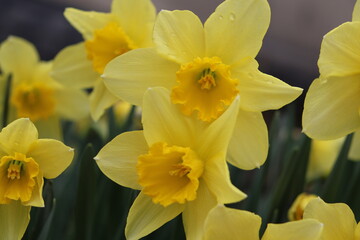Spring. Close-up of a daffodil flower © Rolanda