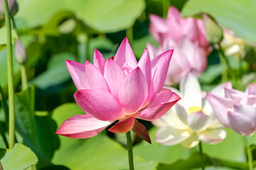 Obraz premium 夏の池に美しく咲くピンク色の蓮の花。清涼感のある水辺の植物と緑の葉が織りなす自然の風景。