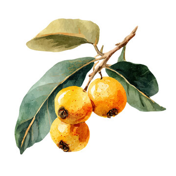 Loquat watercolor vector, hand-painted style, high-quality illustration isolated on white background.