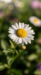Fototapeta premium Close-up of a beautiful daisy flower in full bloom.