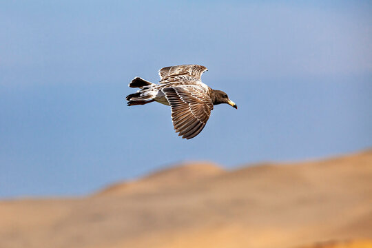 A Belcher's gull near Paracas in Peru (Larus belcheri)