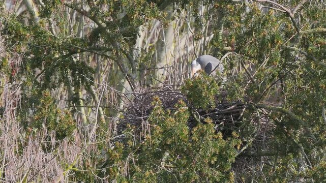 Grey Heron (ardea cinerea ) in a Heronry.