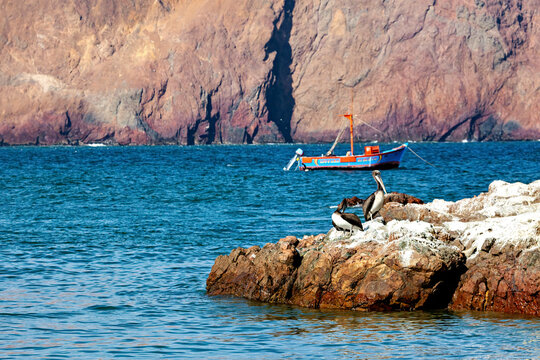 Brown pelican in Paracas, Peru (Pelecanus occidentalis)