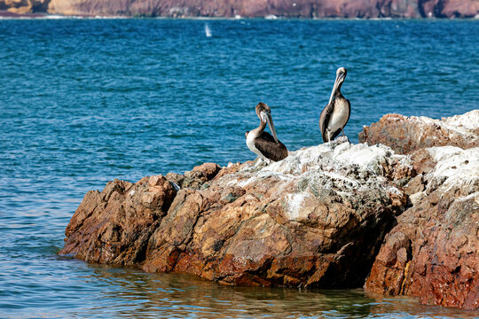 Brown pelican in Paracas, Peru (Pelecanus occidentalis)