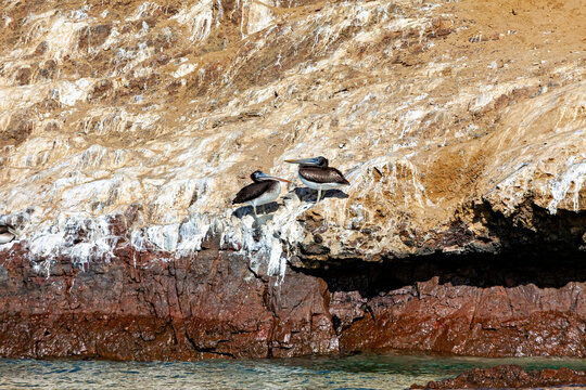 Brown pelican in Paracas, Peru (Pelecanus occidentalis)