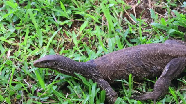A monitor lizard explores grassy terrain, flicks its tongue to sense its surroundings, and enters a pond to swim gracefully. Udawalawe National Park in Sri Lanka, Asia.