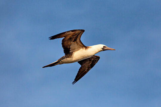 A booby in flight near Paracas, Peru (Sula variegata)