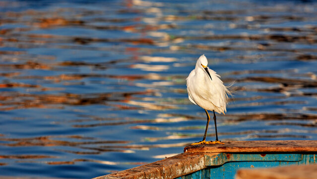 Little Egret near Paracas, Peru (Egretta thula)