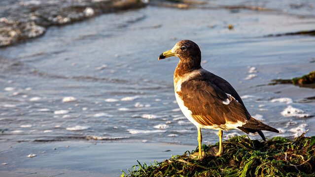 A Belcher's gull near Paracas in Peru (Larus belcheri)