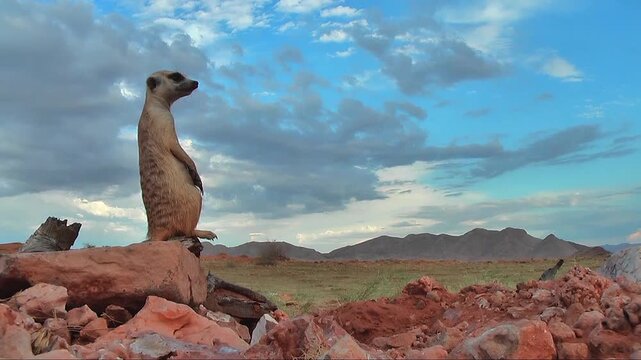 free living meerkat or suricate sitting on lookout, watching the environment 7.5
