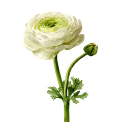 Obraz premium Stylized watercolor Ranunculus vector, modern artistic illustration with high-quality details on a pure white background.