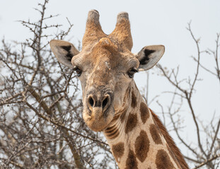 Close up of the head of a Giraffe in Etosha National Park, Namibia, Africa © dvlcom
