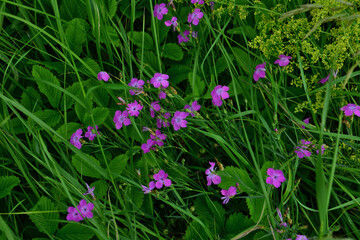 Fototapeta premium Wild Purple Flowers Blooming in Green Grass copy space