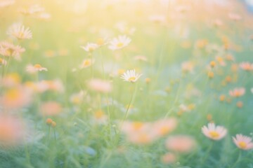 Fototapeta premium Daisy garden outdoors nature flower.