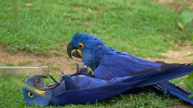 A pair of Hyacinth Macaws (Anodorhynchus hyacinthinus) share a moment of playful interaction on the grassy ground, close up shot.