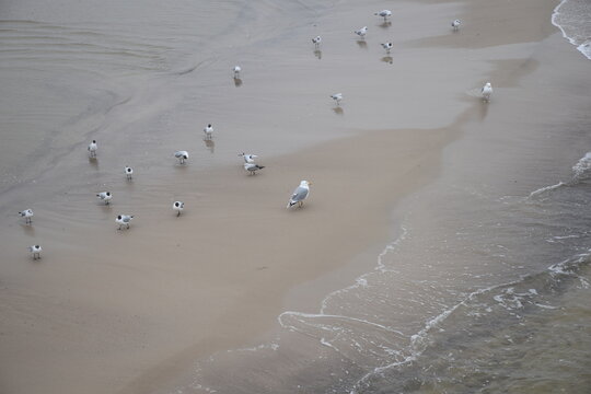 Seagulls along Baltic Sea beach with waves and coastal pattern