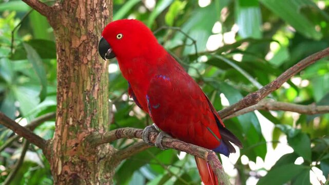 A female Moluccan Eclectus Parrot (Eclectus roratus) perches on a branch under a lush tree canopy, close up shot.