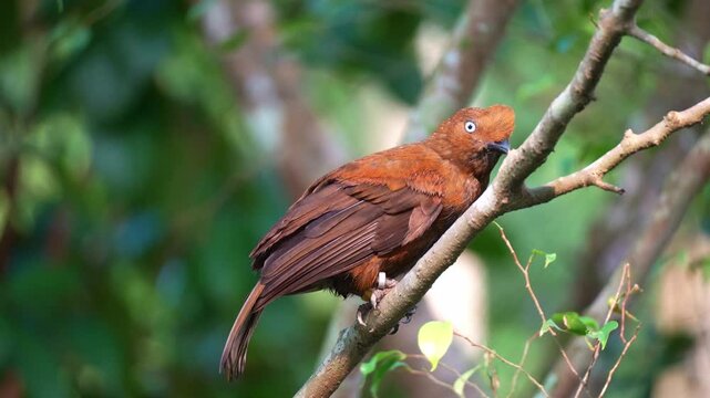 A female Andean cock-of-the-rock (Rupicola peruvianus) perches on tree branch, ruffling its head and looks around its surroundings, close up shot.