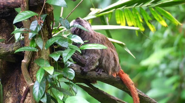 An Emperor tamarin monkey (Saguinus imperator) curiously looks around the surroundings and agilely leaps away, close up shot.