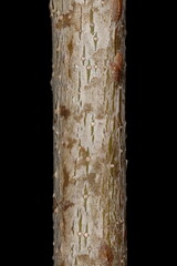 Fototapeta premium Northern Red Oak (Quercus rubra). Wintering Twig Detail Closeup