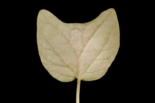 Fire Vine (Ipomoea lobata). Cotyledon Closeup