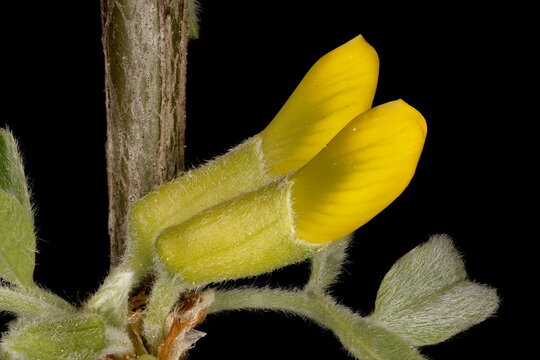 Siberian Pea-Tree (Caragana arborescens). Flower Buds Closeup