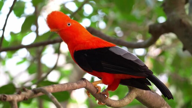 A male Andean cock-of-the-rock (Rupicola peruvianus) perches on tree branch and looking around the surroundings, close up shot.