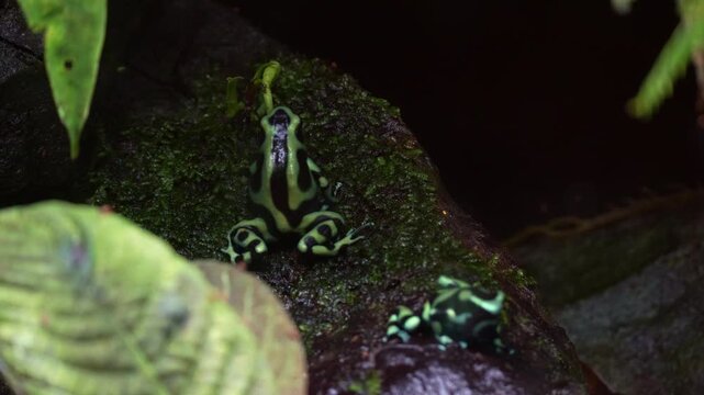 Two Green and black poison dart frogs (Dendrobates auratus) perch on a mossy rock in a terrarium, close up shot.